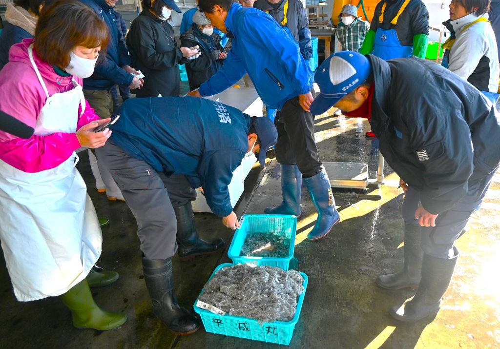 水揚げされたシラスを吟味する関係者＝２１日午前、富士市の田子の浦漁港