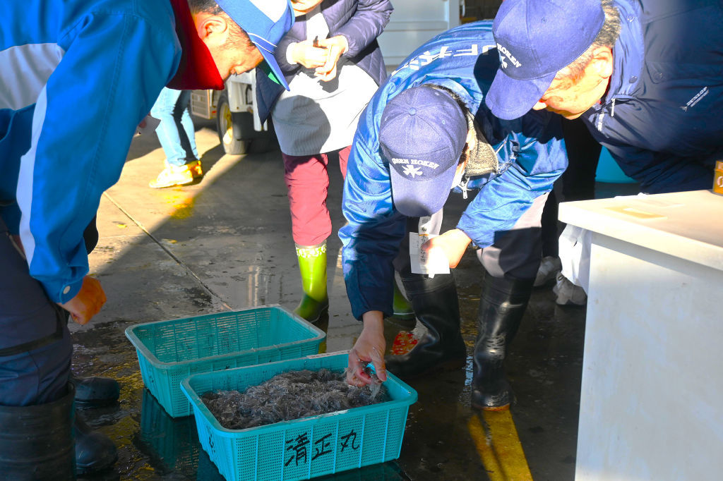 水揚げされたシラスを吟味する関係者＝２１日午前、富士市の田子の浦漁港