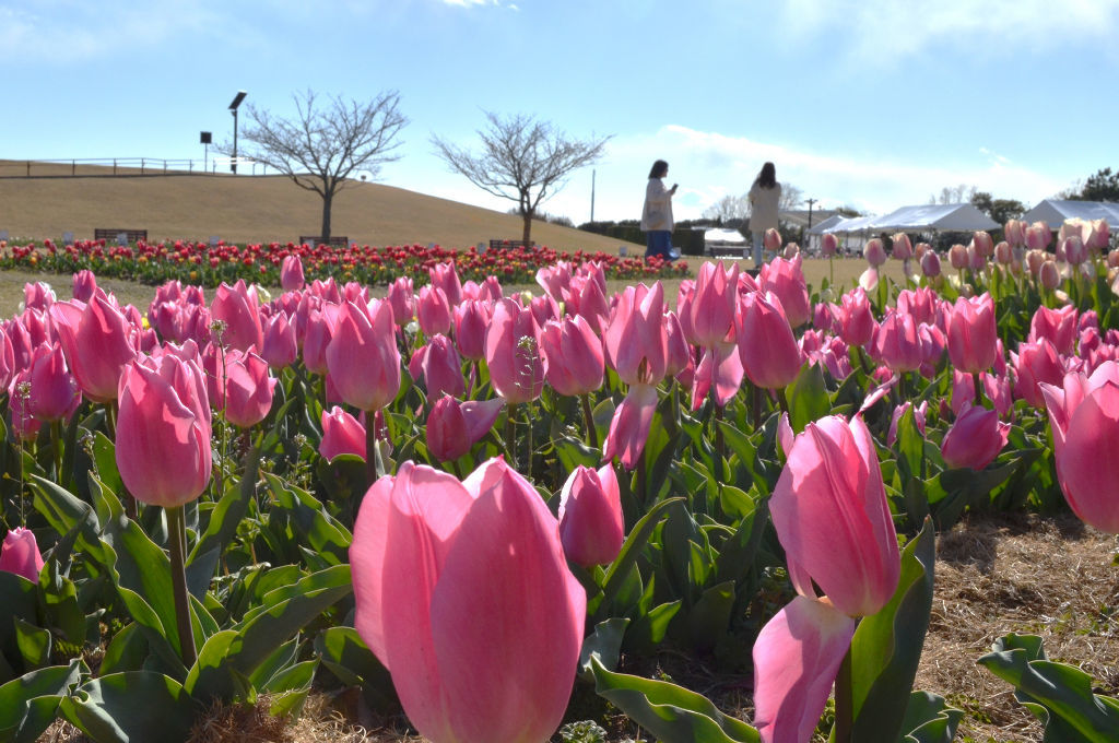 色鮮やかなチューリップが咲く園内＝吉田町の静岡県営吉田公園