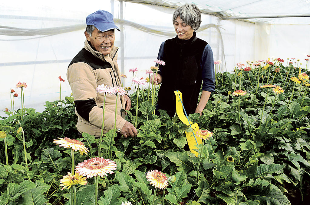 ガーベラの生育状況を確認する鈴木誠さん（左）と藤野行宏さん＝１４日、浜松市中央区