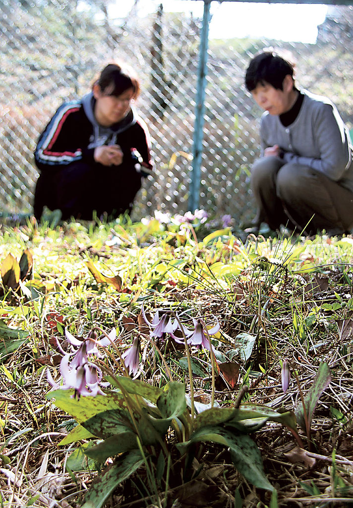 紅紫色の花を咲かせ始めたカタクリ＝島田市金谷富士見町の牧之原公園