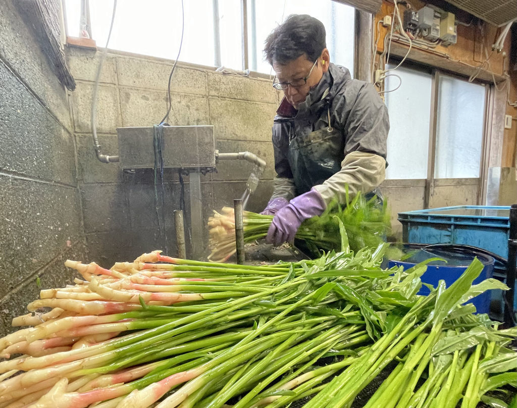 収穫したばかりの葉ショウガの洗い作業を進める川島さん＝静岡市駿河区