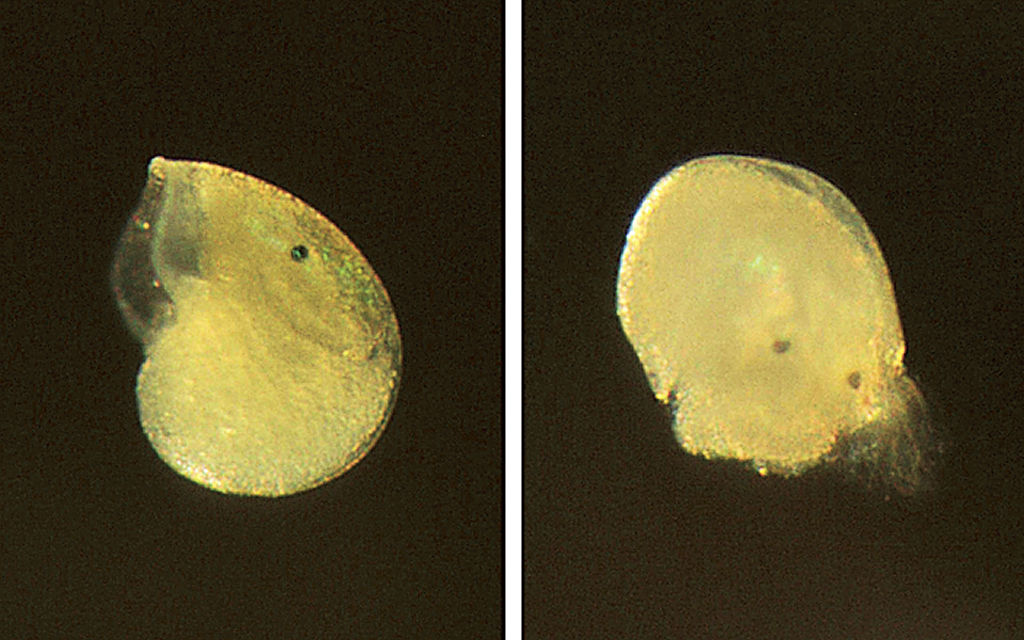 エゾアワビの正常な幼生（左）と、酸性の海水で飼育して殻に異常が起きた幼生（水産研究・教育機構提供）