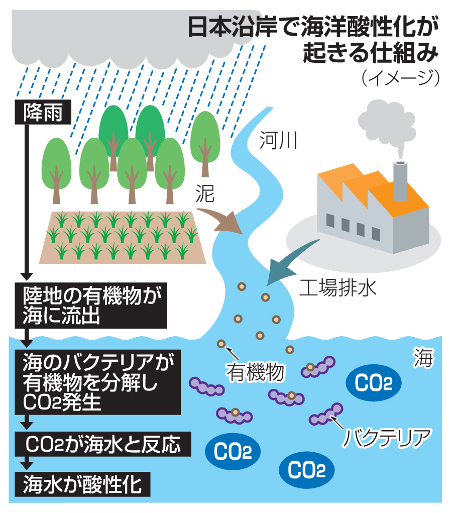 日本沿岸で海洋酸性化が起きる仕組み