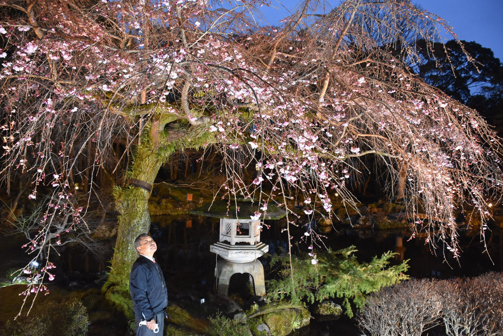 ライトアップされた樹齢約１００年のしだれ桜＝三島市中田町