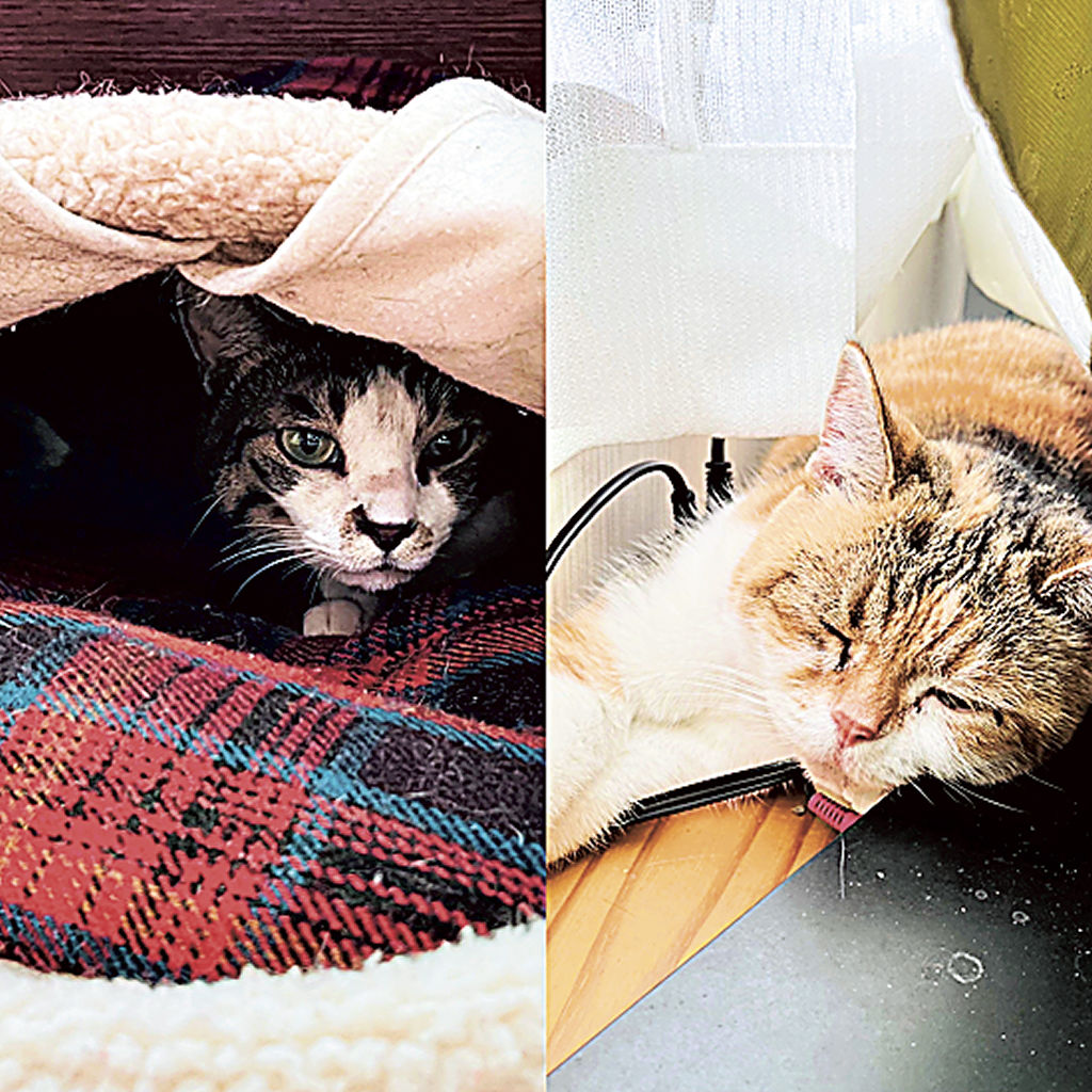 日なたぼっこをしたり（右）、ベッドで休んでいたり。猫専用エリアはほのぼのした時間が流れる