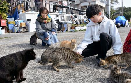 観光客になつく、湯島の猫＝２月、熊本県上天草市