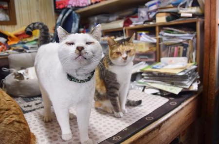 湯島の売店でくつろぐ猫＝２月、熊本県上天草市