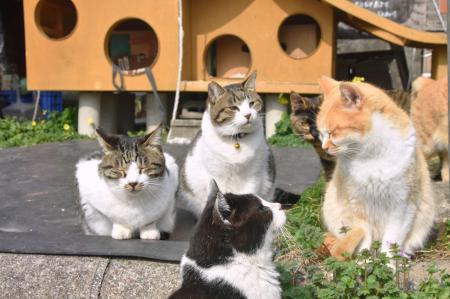 「猫島」として知られる熊本県上天草市の離島・湯島。港では、観光客を迎えるかのように猫たちが集まっていた＝２月