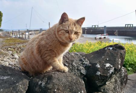 熊本県上天草市の離島・湯島で暮らす猫＝２月