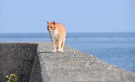 湯島の海沿いを歩く猫＝２月、熊本県上天草市