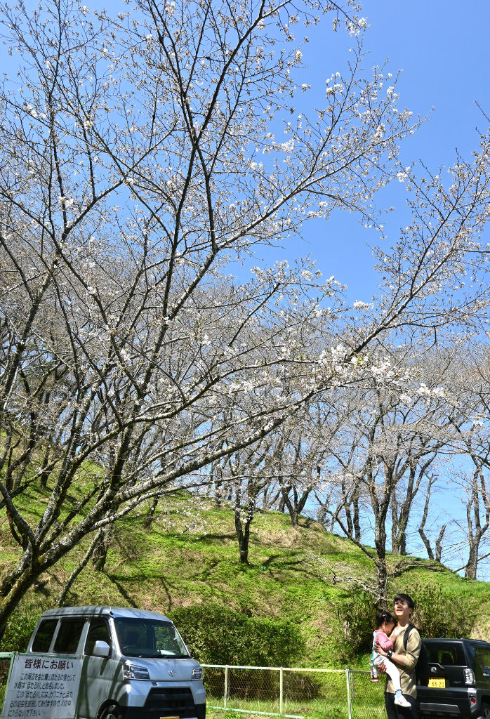 金比羅山で咲き始めた桜＝藤枝市内