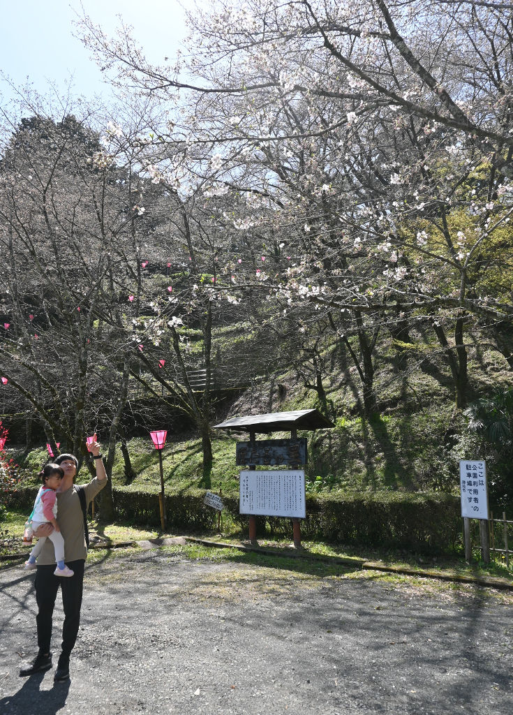 金比羅山で咲き始めた桜＝藤枝市内