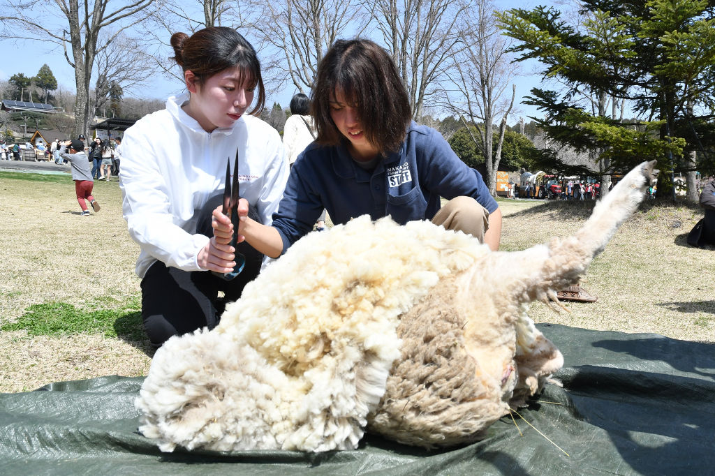 初仕事のヒツジの毛刈りに臨む新入社員（左）＝富士宮市のまかいの牧場
