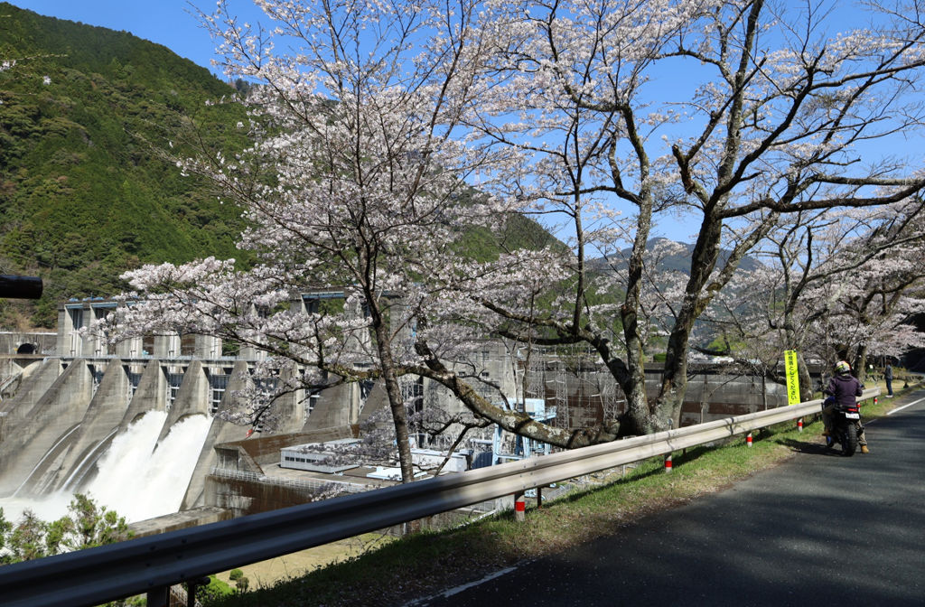 見頃を迎えた桜と秋葉ダムの景色＝浜松市天竜区龍山町