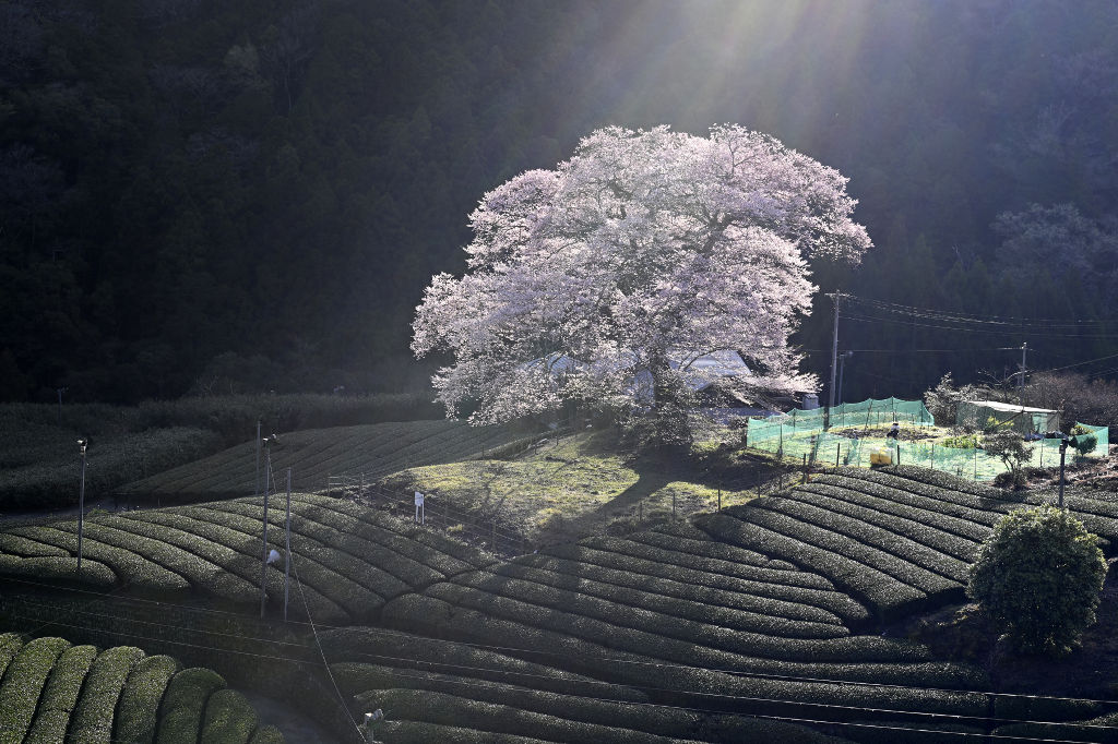 スポットライトのような朝日を受けて浮かび上がった「牛代の水目桜」＝１日午前７時１７分、島田市川根町家山