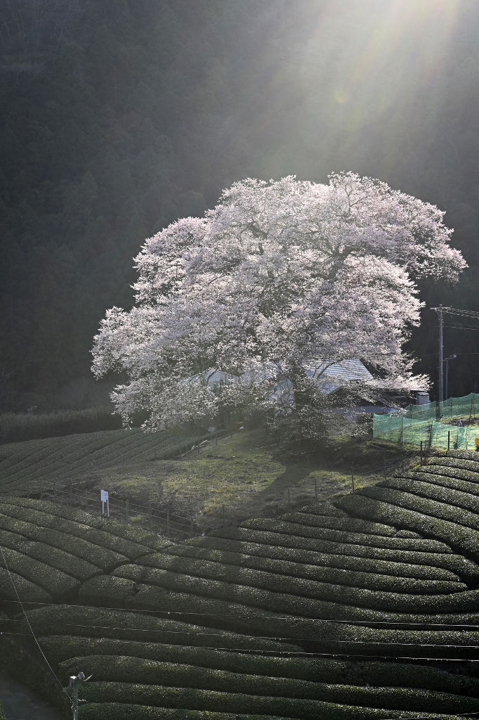 スポットライトのような朝日を受けて浮かび上がった「牛代の水目桜」＝１日午前７時１２分、島田市川根町家山