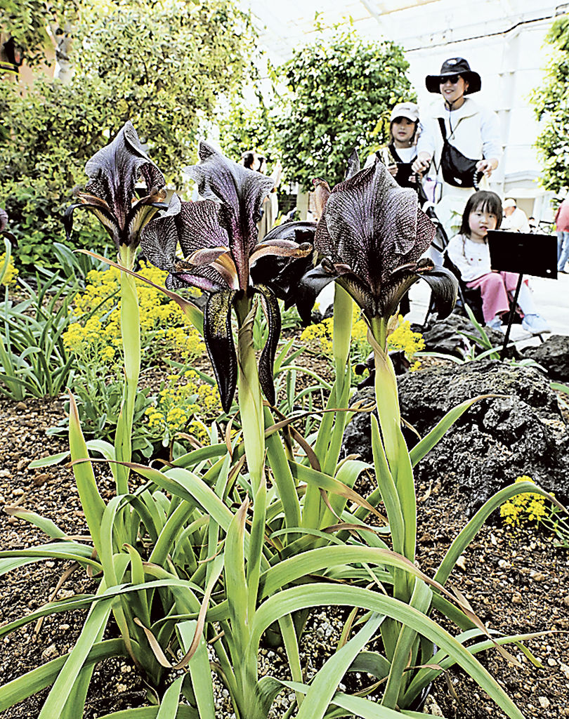 艶やかな黒い花を咲かせたブラックアイリス＝浜松市中央区のはままつフラワーパーク