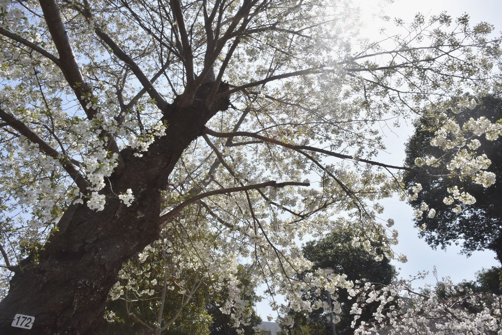 白い花が見頃を迎えた伊豆吉野＝三島市谷田の国立遺伝学研究所