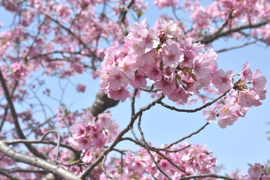濃いピンク色の花が咲き誇る陽光＝三島市谷田の国立遺伝学研究所