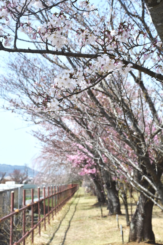 色とりどりの桜が咲く施設内＝三島市谷田の国立遺伝学研究所