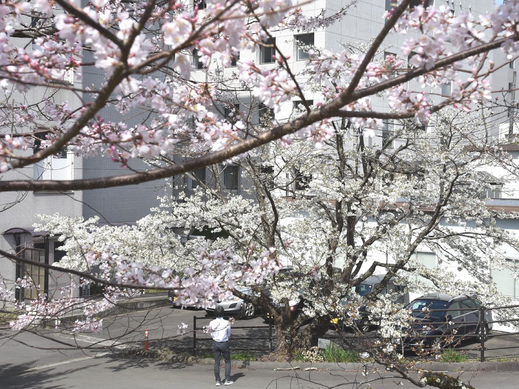 見頃を迎えたピンクのエドヒガンと白いオオシマザクラの花が共演する＝三島市谷田の国立遺伝学研究所
