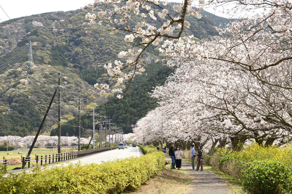 松崎町の那賀川沿いに咲き誇るソメイヨシノ＝同町