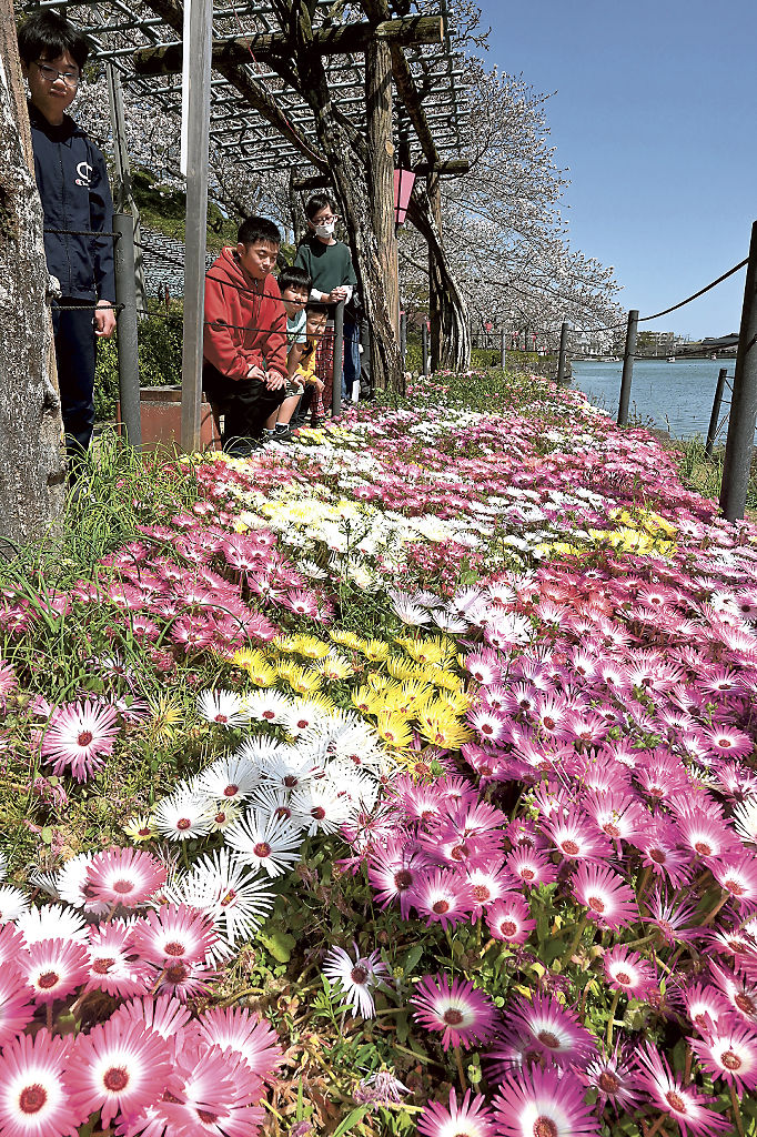 きらびやかに咲くリビングストンデージー＝藤枝市の蓮華寺池公園