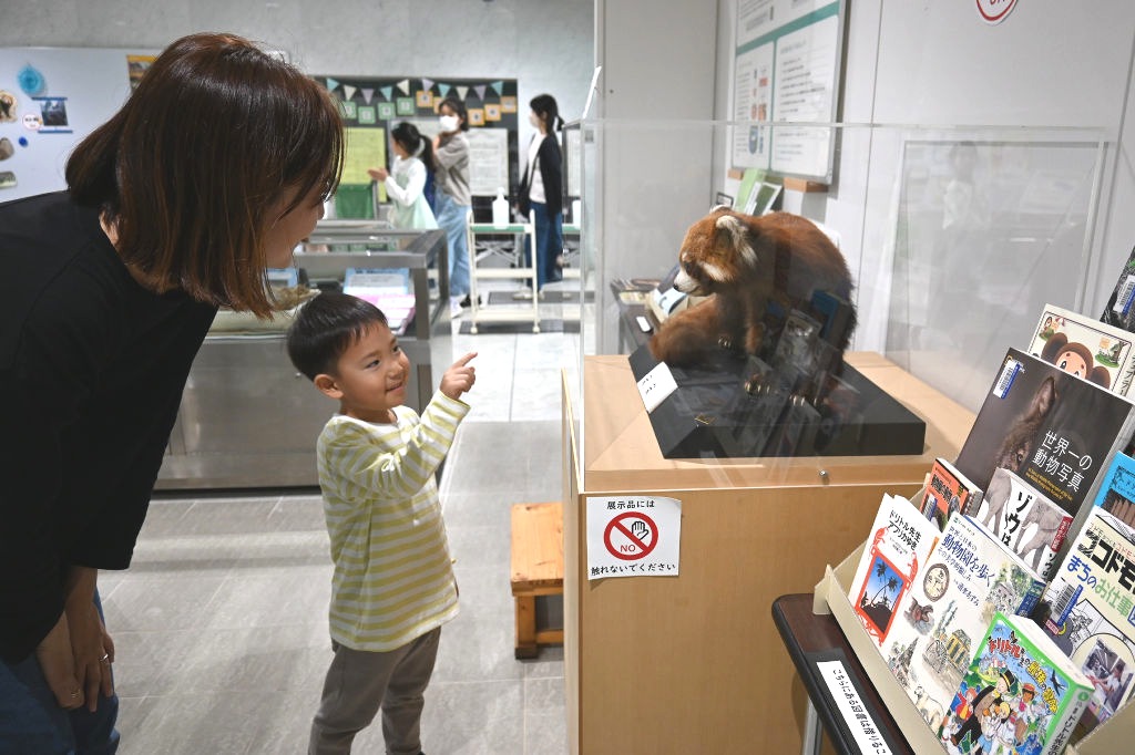 レッサーパンダの剥製を観察する来館者＝静岡市葵区の市立中央図書館