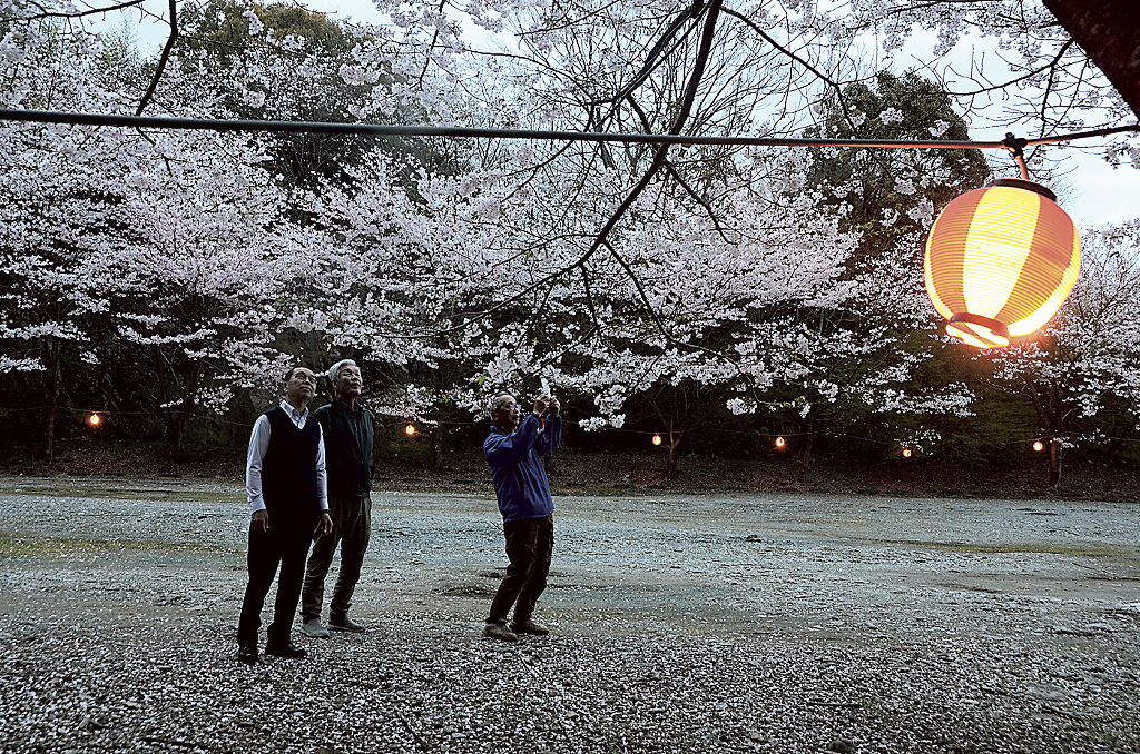 ちょうちんでライトアップされた桜＝浜松市浜名区の岩水寺駐車場