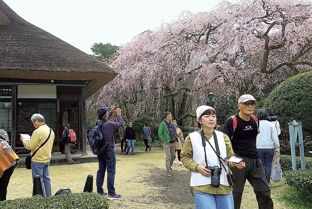 見頃を迎えたしだれ桜を楽しむ来場者ら＝御殿場市の秩父宮記念公園