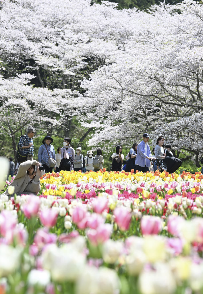 満開を迎えたソメイヨシノとチューリップが彩る園内＝浜松市中央区のはままつフラワーパーク