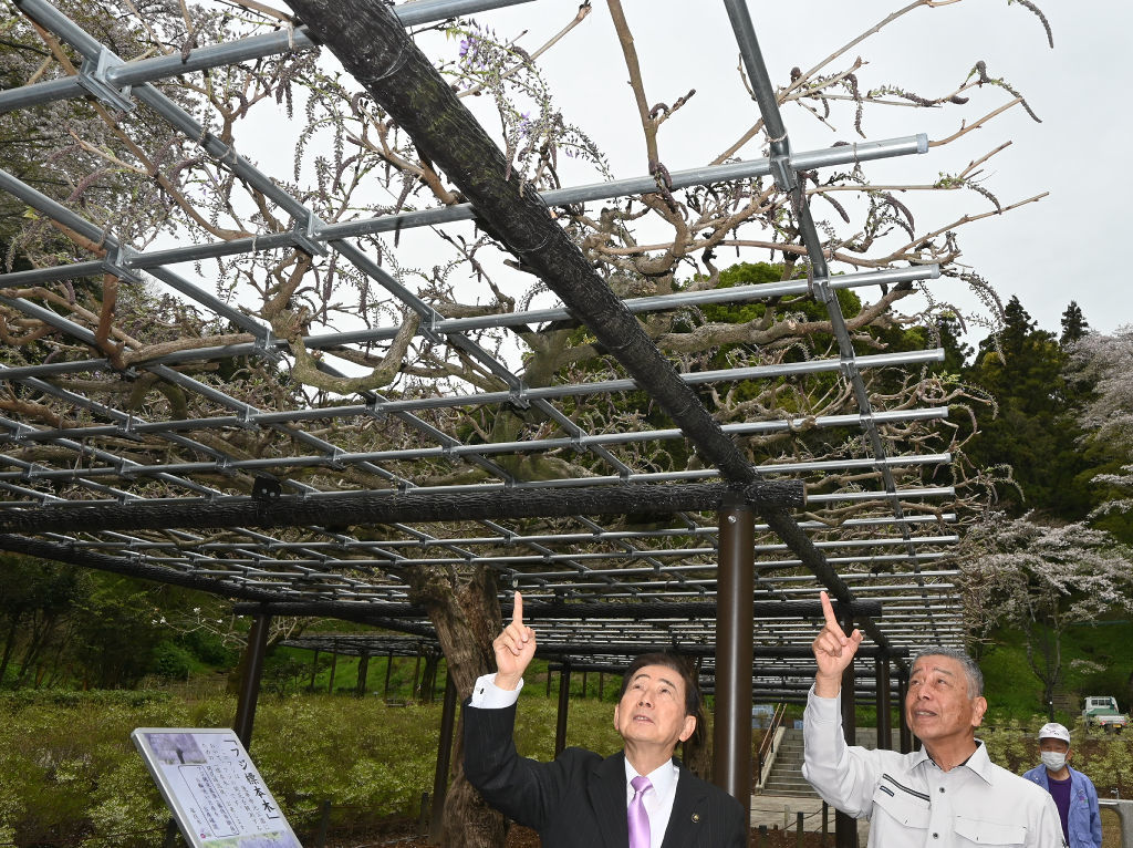開花したフジを確認する北村藤枝市長（左）と大石さん＝同市の蓮華寺池公園