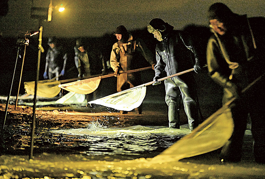 漁業法に基づく許可漁業に移行したシラスウナギ漁＝２０２３年１２月、磐田市の天竜川河口