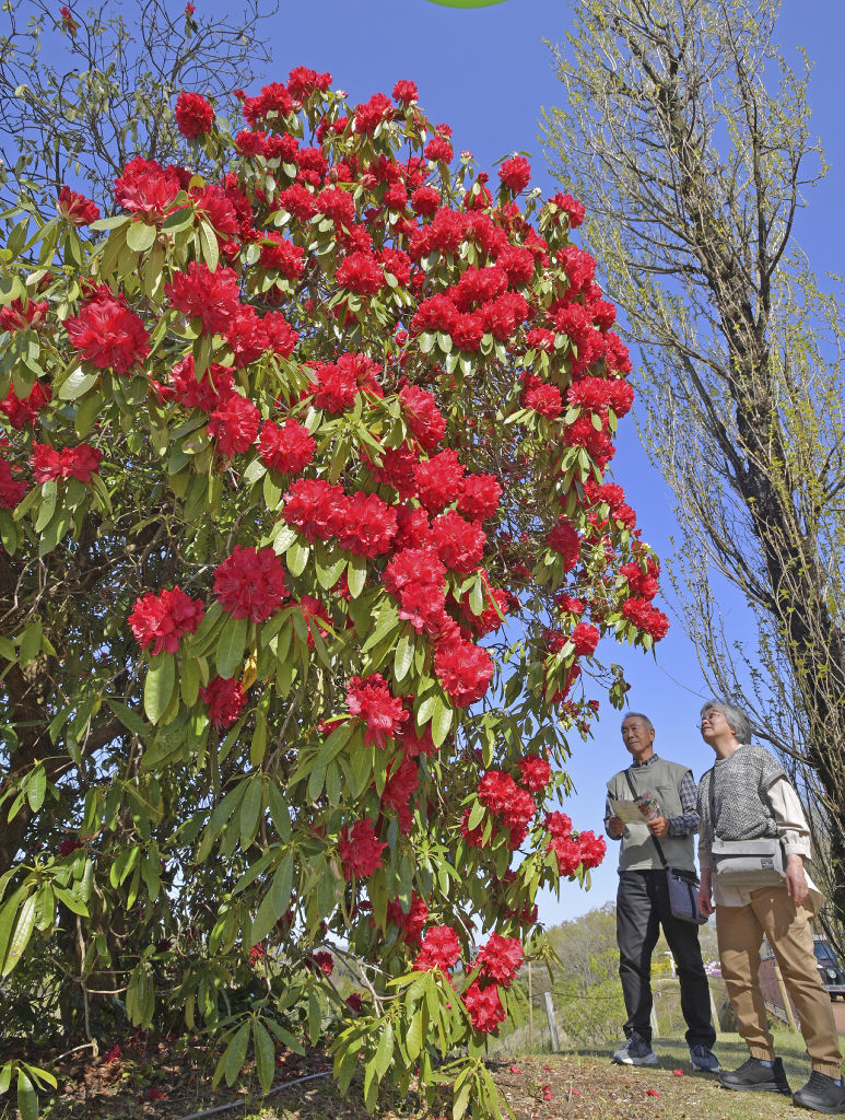 晴天の下で咲き誇るシャクナゲが来園者を楽しませる＝伊豆市