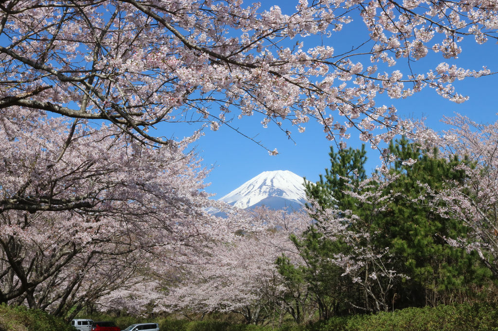 富士山を背景に見頃を迎えた桜＝裾野市の「梅の里」