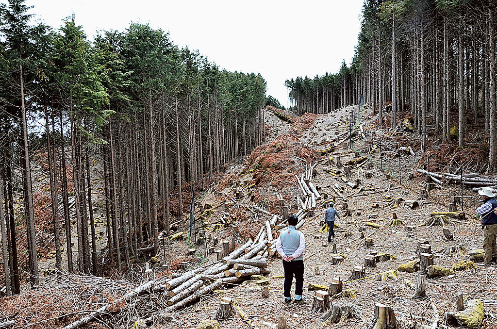県が所有者の意に反して伐採した現場。植林体験の場として中学生が植林したこともあったという＝２０２２年３月、静岡市葵区口仙俣