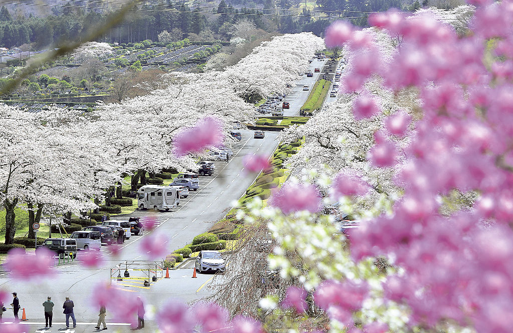 満開となったソメイヨシノが連なる桜並木＝小山町