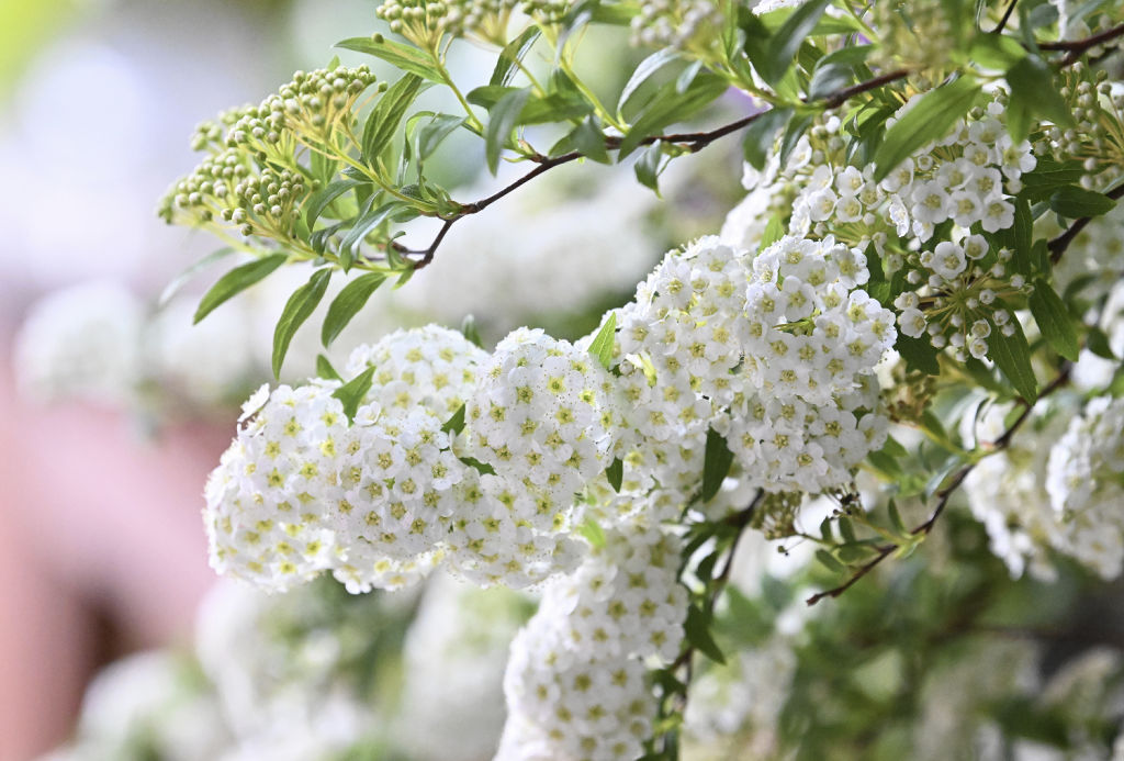 純白の小さな花が集まった様子が優雅な手毬（てまり）のように見えるコデマリ