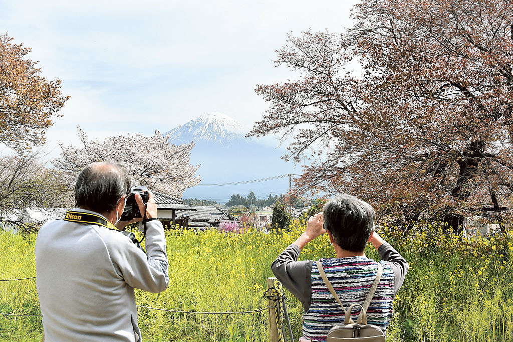 葉桜と菜の花、富士山の撮影を楽しむ来場者＝富士宮市狩宿