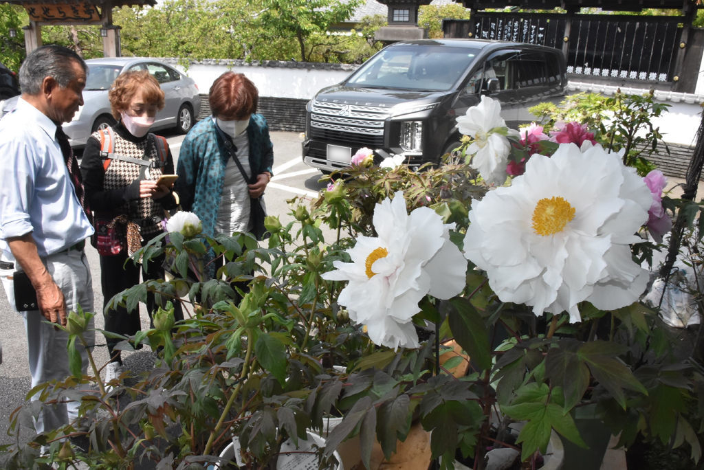大輪の花を咲かせるボタン＝三島市中田町の松韻（写真の一部を加工しています）