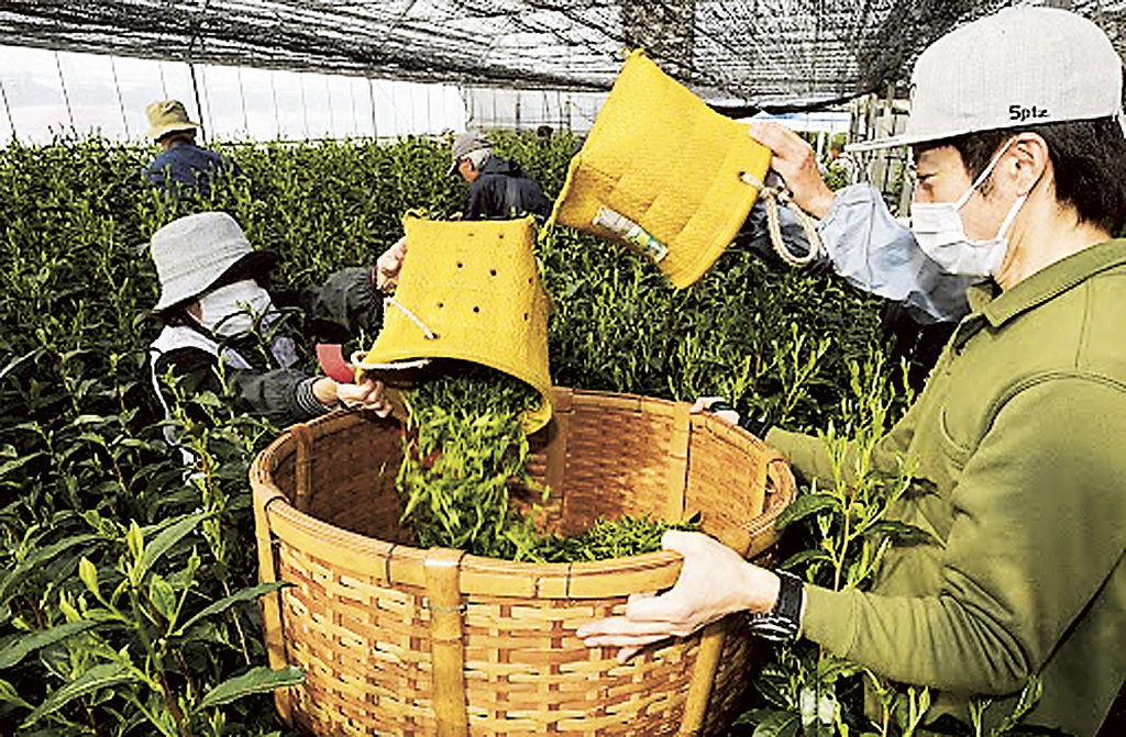 愛鷹山麓で栽培する「ぬまづ茶」。新茶を２６日に発売する＝沼津市