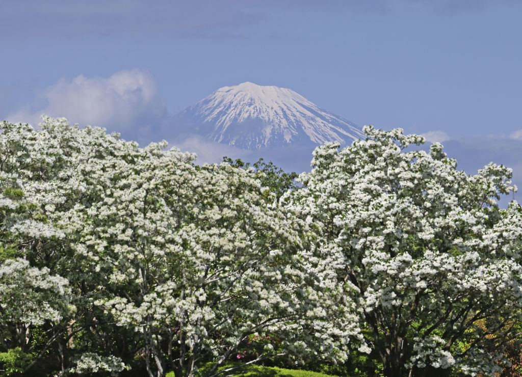 雪の少なくなった富士山を背に白い花を満開にする「なんじゃもんじゃ」＝静岡市葵区の城北公園