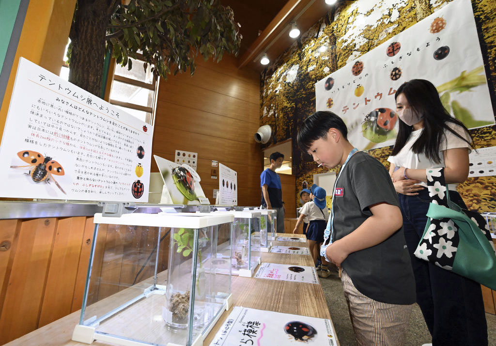 さまざまな種類のテントウムシを紹介する企画展＝磐田市大中瀬の竜洋昆虫自然観察公園
