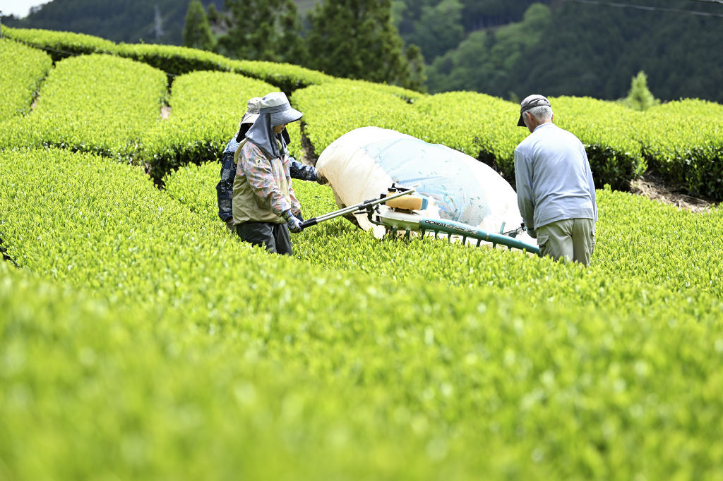 高地の茶畑で進む刈り取り作業＝３０日午後、静岡市葵区楢尾（写真部・堀池和朗）