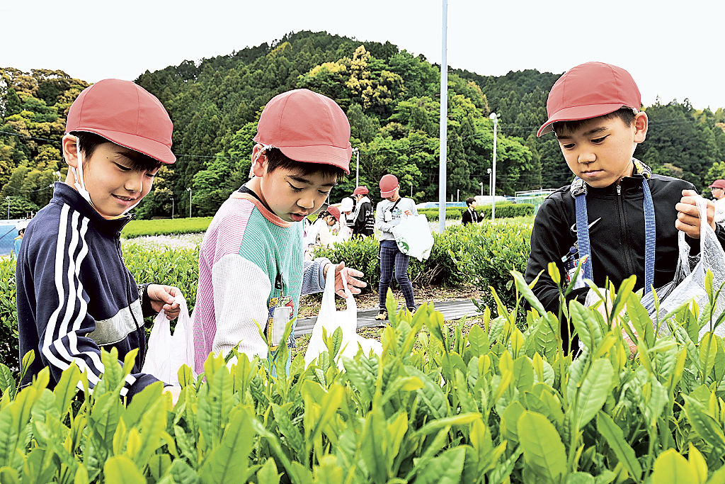 丁寧に新芽を摘み取る児童＝島田市の茶園（写真の一部を加工しています）