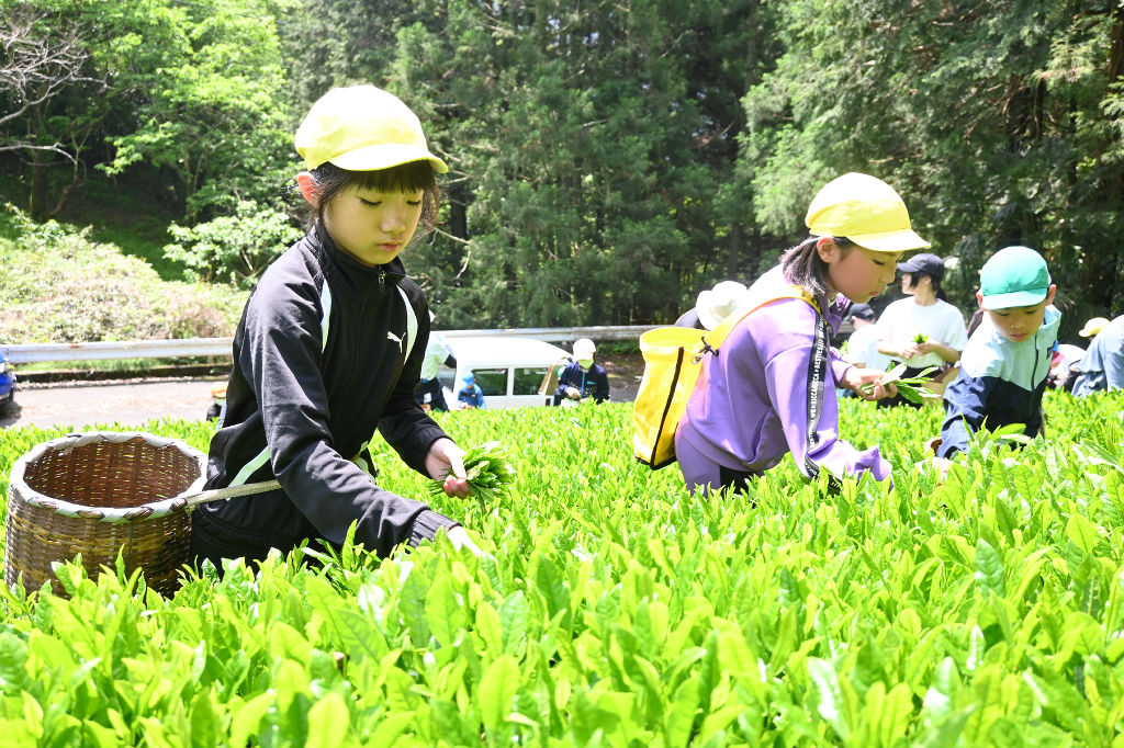 茶摘みに挑戦する児童ら＝静岡市清水区の両河内小中茶園
