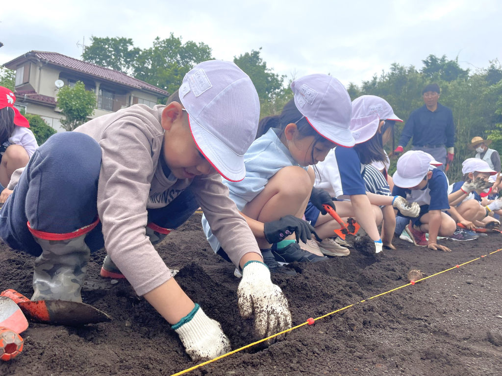 大中寺いもの種芋を植え付ける児童ら＝沼津市の沢田小周辺