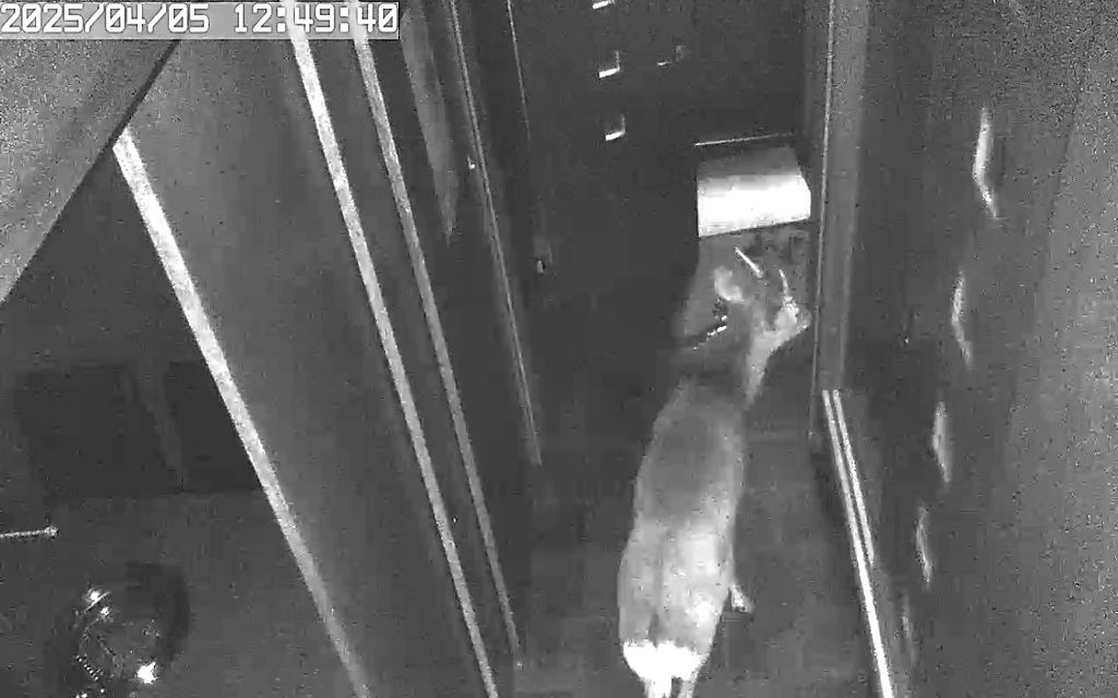 真っ昼間の沼津駅近くで…焼き肉店にシカ突入 「ガラス突き破って店内へ