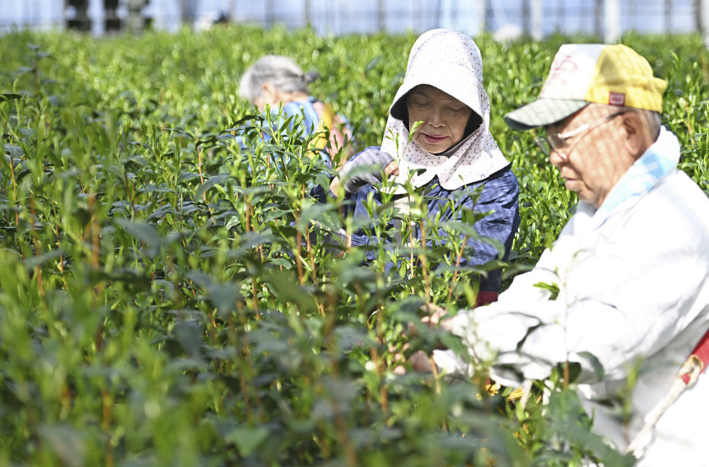 ハウス茶園で新茶初摘み 沼津・早生品種「さえみどり」 援農